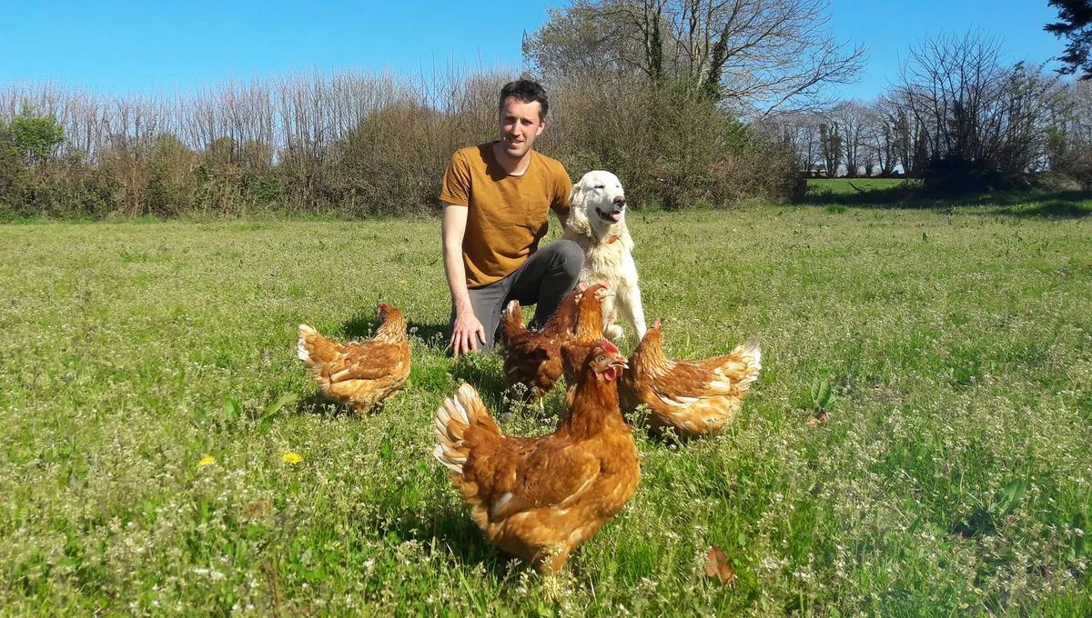 Les Poules aux Œufs Bio